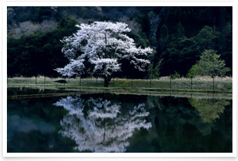 神龍桜の写真